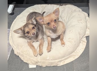 Chihuahua Rüden