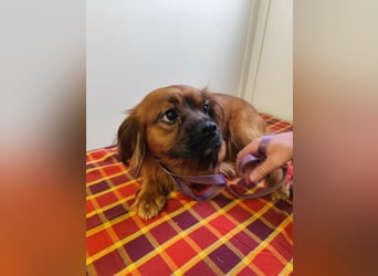 Cavalier King Charles Mischling Nr. 2L sucht eine Namenspatenschaft und seine Familie