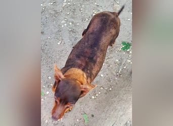  MIMI sucht ihr Für-Immer-Zuhause 