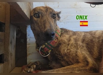 Onix,geb.05/24,schüchterner Galgo sucht seine Familie