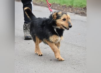 RESERVIERT- Lieber Foxterrier-Mischling „Henrik“, ca. 2016 geboren. Lieb, verträglich