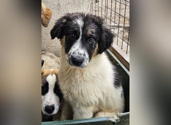Floria, geb. ca. 01/2025, lebt in GRIECHENLAND, im städt. Tierheim Serres