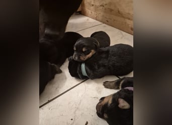 Rottweiler Schäferhund Mischling