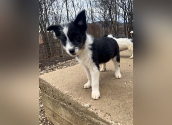 Neugieriger EDISON ist verspielt und liebt kuscheln