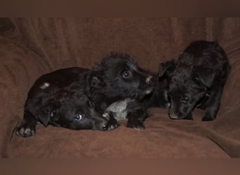 Sidney, Black Baby freut sich auf Dich!