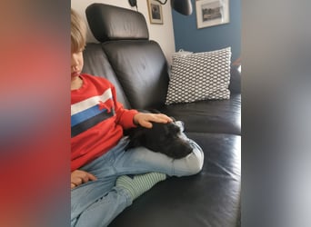 Nähe Karlsruhe kinderlieber  Kokoni  Mix Harry Potter sucht ab sofort ein Zuhause
