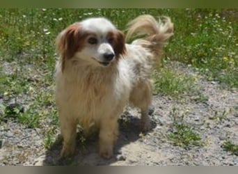 Kiko – einer von zwölf zurückgelassenen Hunden sucht ein neues Zuhause