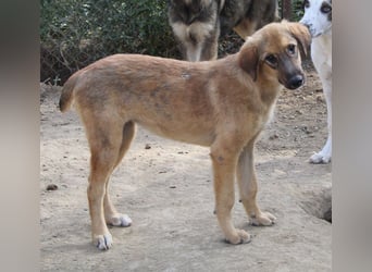 Sophia, geb. ca. 03/2024, lebt in GRIECHENLAND, im städt. Tierheim Serres