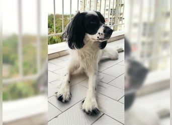 Lutz, ein aktiver, liebevoller Familienhund