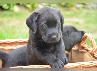 Reinrassige Labradorwelpen (Arbeitslinie)drei schwarze Mädels suchen ein schöne Zuhause