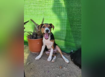 Ricky sucht geduldige Kuschelpartner