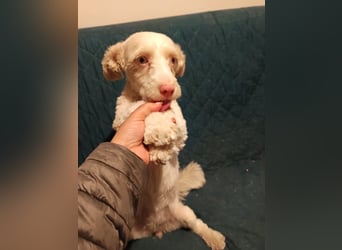 Hooney - freundliche, aktive, katzenverträgliche Malteser-Mix Hündin / Pflegestelle in Brakel