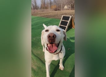Lucy-DG, taube,kleine Fee sucht Körbchen !