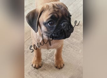 Mops 2.0 Welpen, Rüde, 13 Wochen, Ahnentafel CfdM / VDH / FCI
