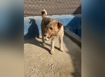 Fox, sucht seine Menschen