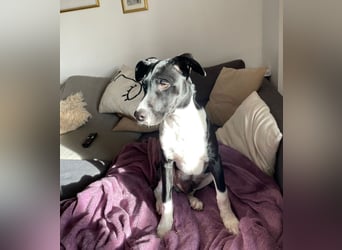 Hutch sucht aktive Familie