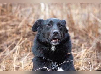 Familienhund Semön sucht ein Zuhause