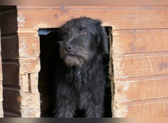 INKA - sensible Junghündin sucht einfühlsames Zuhause