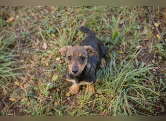 Chip 269814: Hundekind sucht ein Zuhause