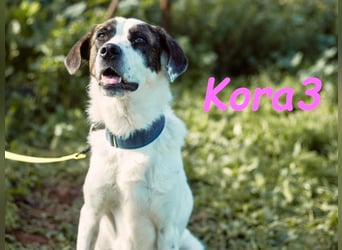 Kora3 08/2019 (ESP) - verspielte und kluge Boxer Mix Hündin!