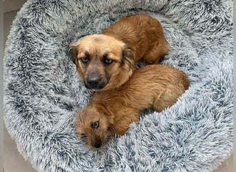 Verspieltes, freundliches, katzenverträgliches kleinbleibendes Hündinnen-Doppel / noch in Rumänien