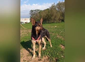 aktive Schäfermix-Hündin sucht Menschen mit Erfahrung
