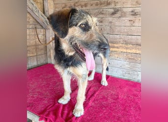 ❤️ superlieber Familienhund MATYI - 2 Jahre, 50cm/20kg - Schnauzer-Mix