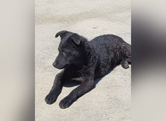 Vinn ❤️ schmusiger, süßer Bub sucht Liebe