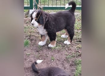 Berner Sennen Welpen