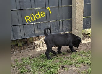 Presa Canario x Cane Corso 