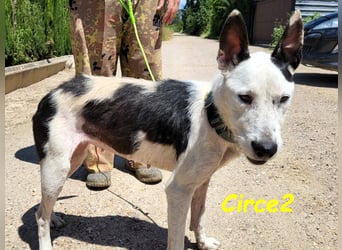 Circe2 06/2022 (ESP) - verschmuste und soziale, wunderschöne Podenco-Bodeguero Mix Hündin!