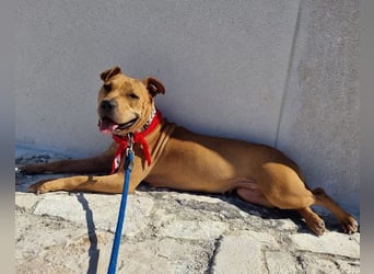 Piti-Mix-Mädchen♥Liv♥ Vermittlung z.B. nach A-CH-B-NL