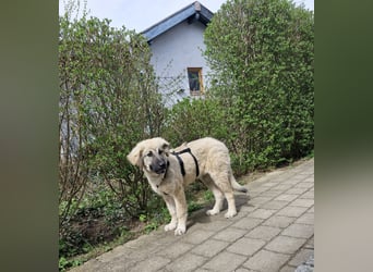 Alex, lieb, menschenbezogen, sehr sozial und katzenvertäglich