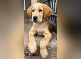 Labradoodle F1 apricot