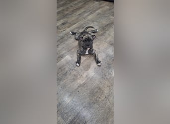 Old Englische Bulldogge Welpe
