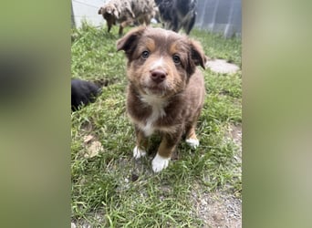 Mini Australien Shepherd Welpen suchen Traumzuhause