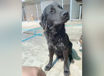 (R) superlieber Familienhund MARVIN - 3 Jahre, 50cm - Flat Coated Retriever