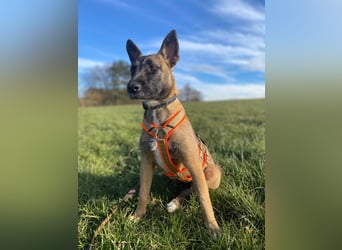 Molly, sucht ihre Menschen