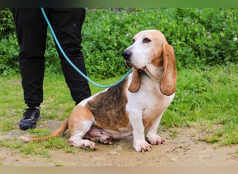 Bassant  - Basset Hound, lieb und verträglich
