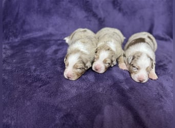 Australian Shepherd Welpen (ASCA)