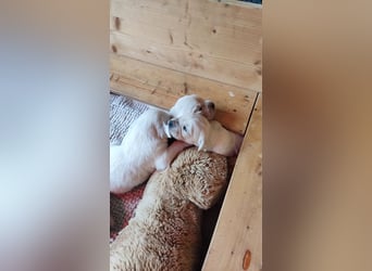 Golden Retriever Welpen
