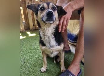 Muffin möchte aus dem Shelter geholt werden