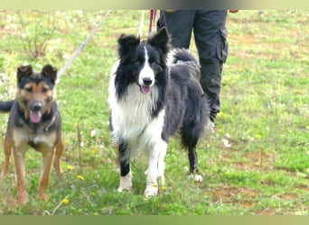 Poncho sucht sein Zuhause für immer