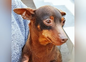  MIMI sucht ihr Für-Immer-Zuhause 