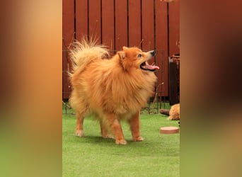 Balu SR – Schatz sucht Ruhe