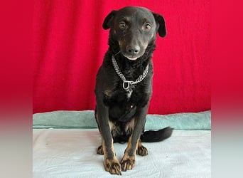 ❤️ zarte Hundeseele VANDA - 8 Jahre, 40cm/9kg - Mischling