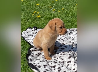 Labrador Welpen in foxred und schwarz aus liebevoller Hobbyzucht