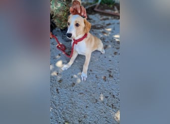 Balou, lieb und verspielt