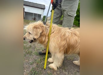 Buddy, geboren 01.04.2024, 50cm sucht seine Menschen