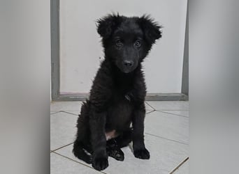 AMICO❤️ bezaubernder kroat. Schäferhund-Mix-Junge und eine pure 4-Pfoten-Amore